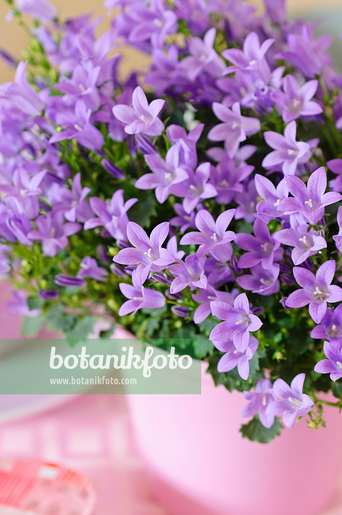 484001 - Wall harebell (Campanula portenschlagiana)