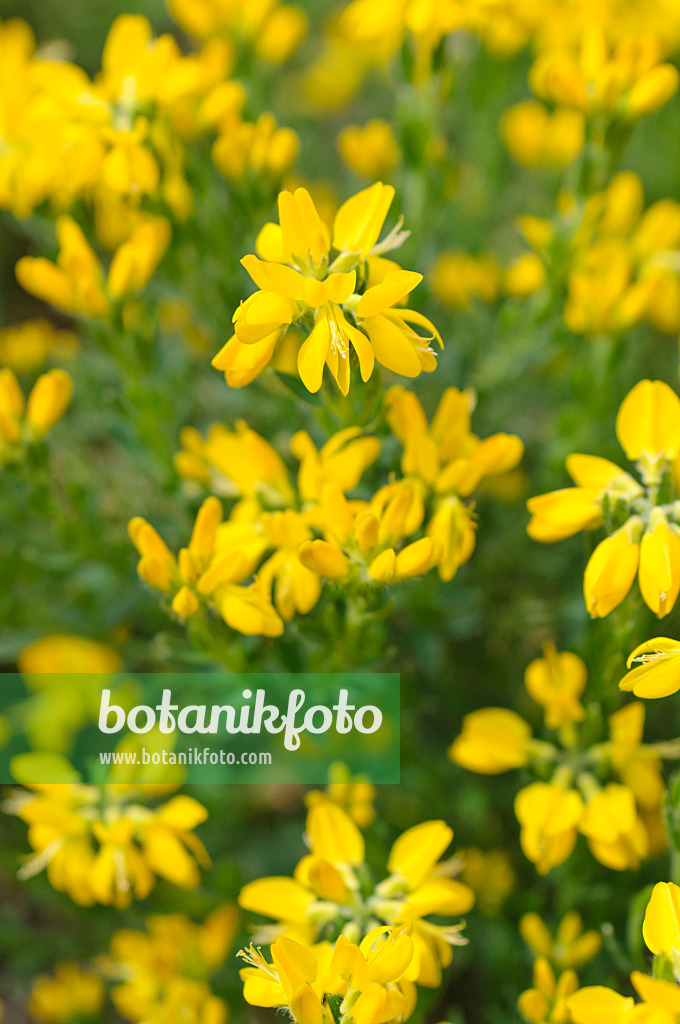 484149 - Abführender Geißklee (Cytisus purgans)