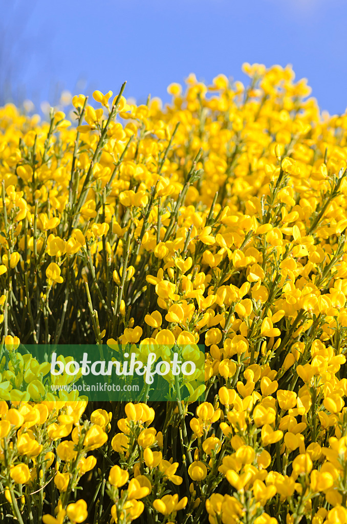 544026 - Abführender Geißklee (Cytisus purgans)