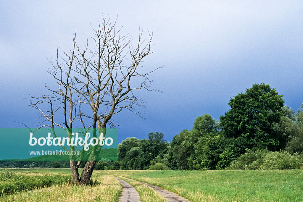 367009 - Abgestorbener Baum, Nationalpark Unteres Odertal, Deutschland