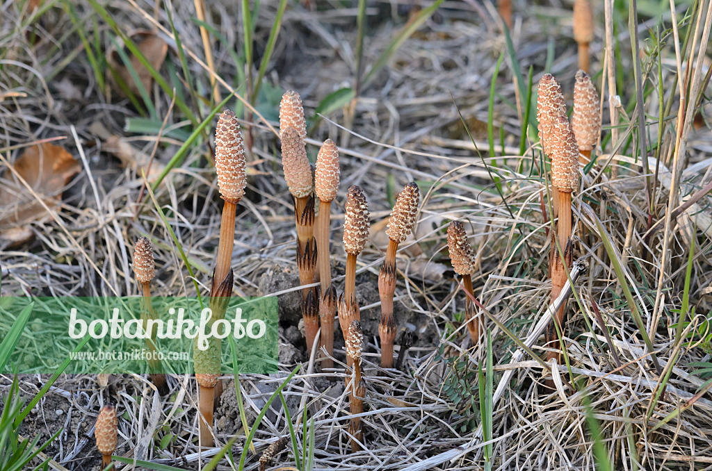 543044 - Ackerschachtelhalm (Equisetum arvense)