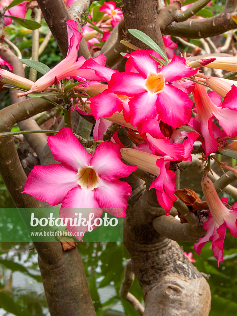 401166 - Adenium coetaneum