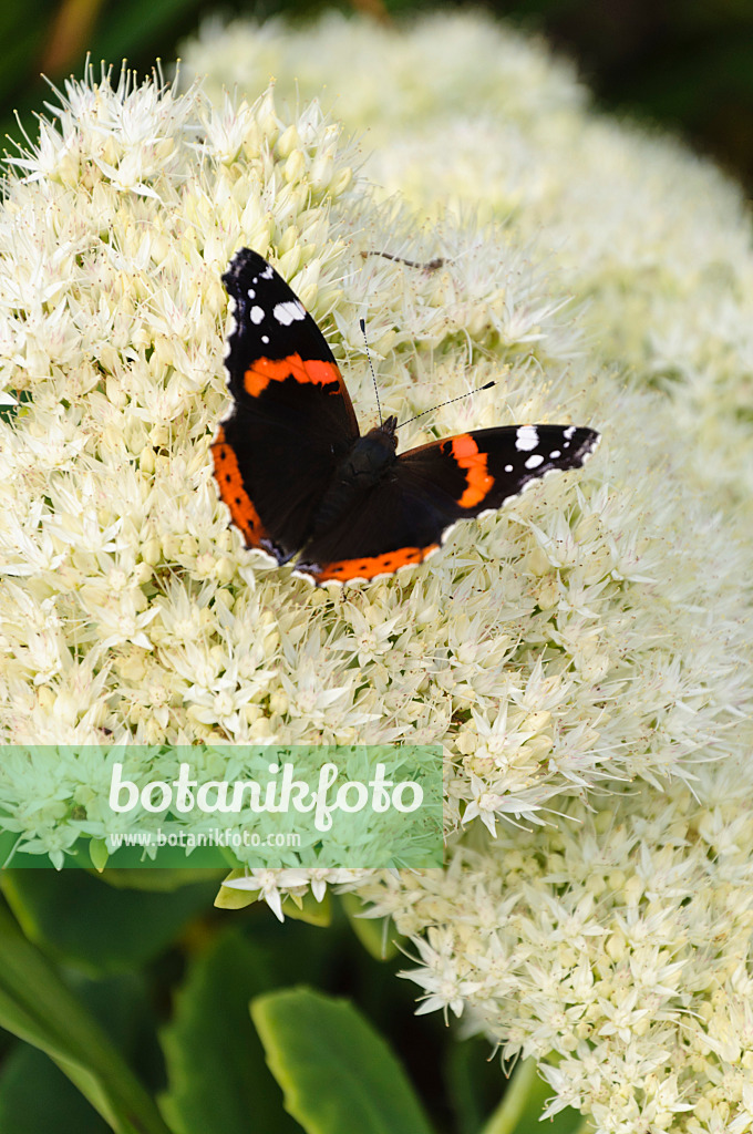 488082 - Admiral (Vanessa atalanta) und Fetthenne (Sedum)