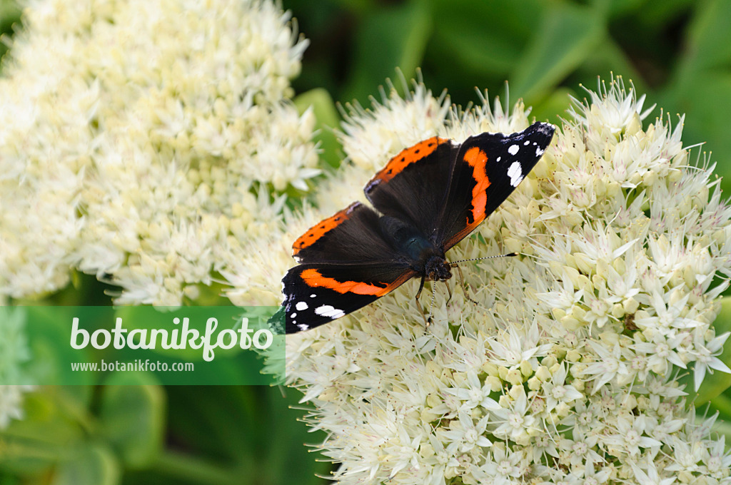 488083 - Admiral (Vanessa atalanta) und Fetthenne (Sedum)