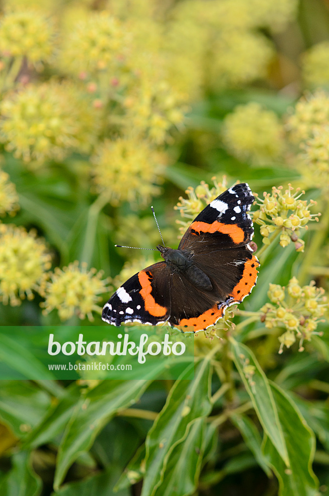 525024 - Admiral (Vanessa atalanta) und Gewöhnlicher Efeu (Hedera helix)