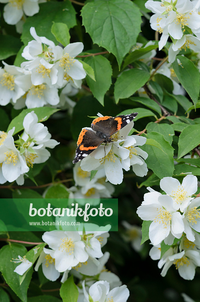 521343 - Admiral (Vanessa atalanta) und Pfeifenstrauch (Philadelphus)