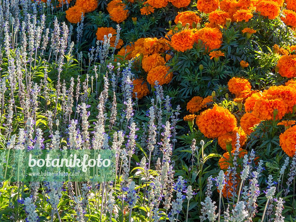 406022 - Ährensalbei (Salvia farinacea 'Renaissance') und Aufrechte Studentenblume (Tagetes erecta 'Queen Orange')