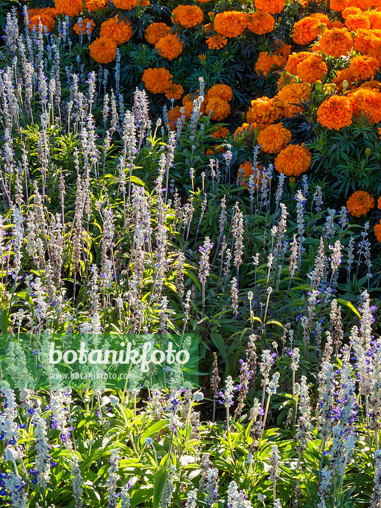 406023 - Ährensalbei (Salvia farinacea 'Renaissance') und Aufrechte Studentenblume (Tagetes erecta 'Queen Orange')