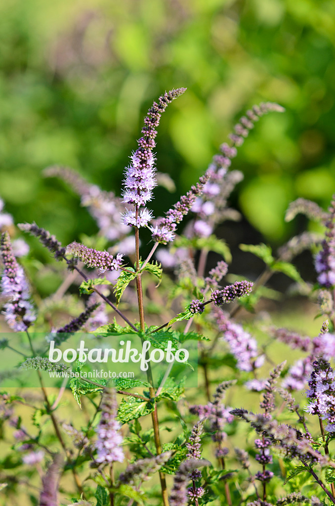 534300 - Ährige Minze (Mentha spicata)