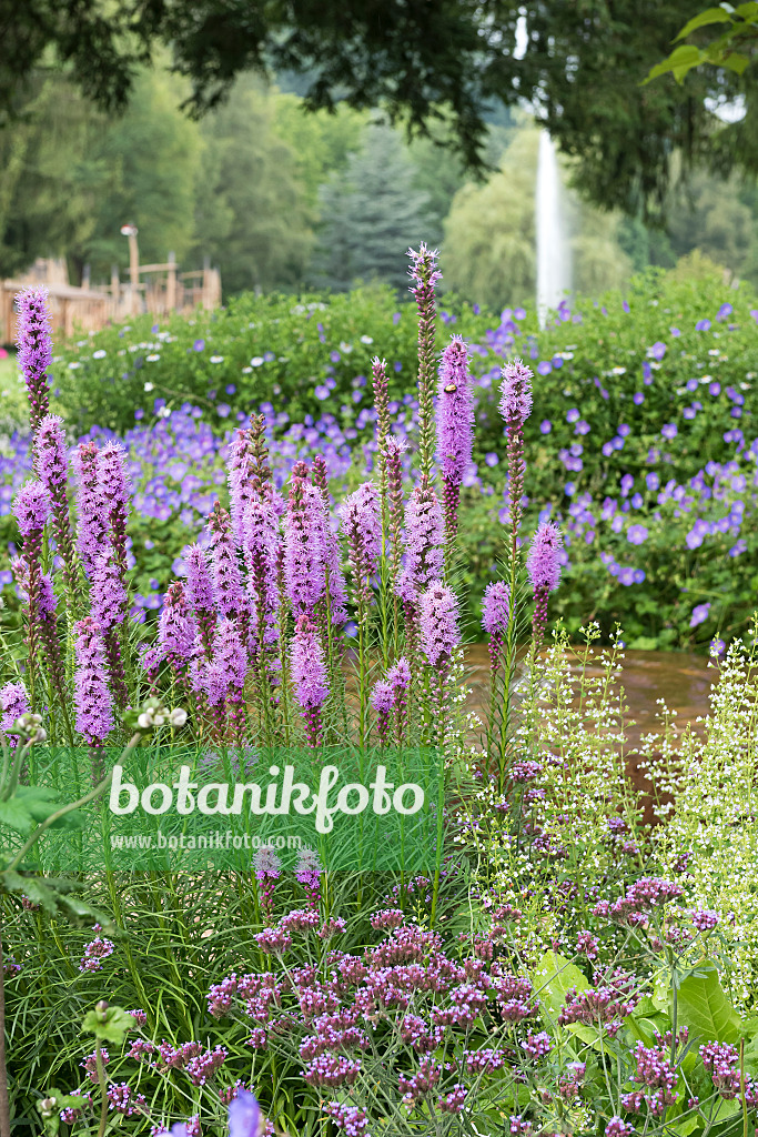 616415 - Ährige Prachtscharte (Liatris spicata)