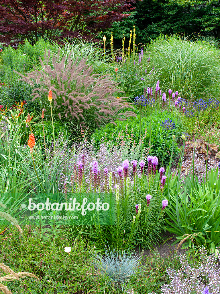 462133 - Ährige Prachtscharte (Liatris spicata), Fackellilie (Kniphofia) und Blaulilie (Agapanthus)