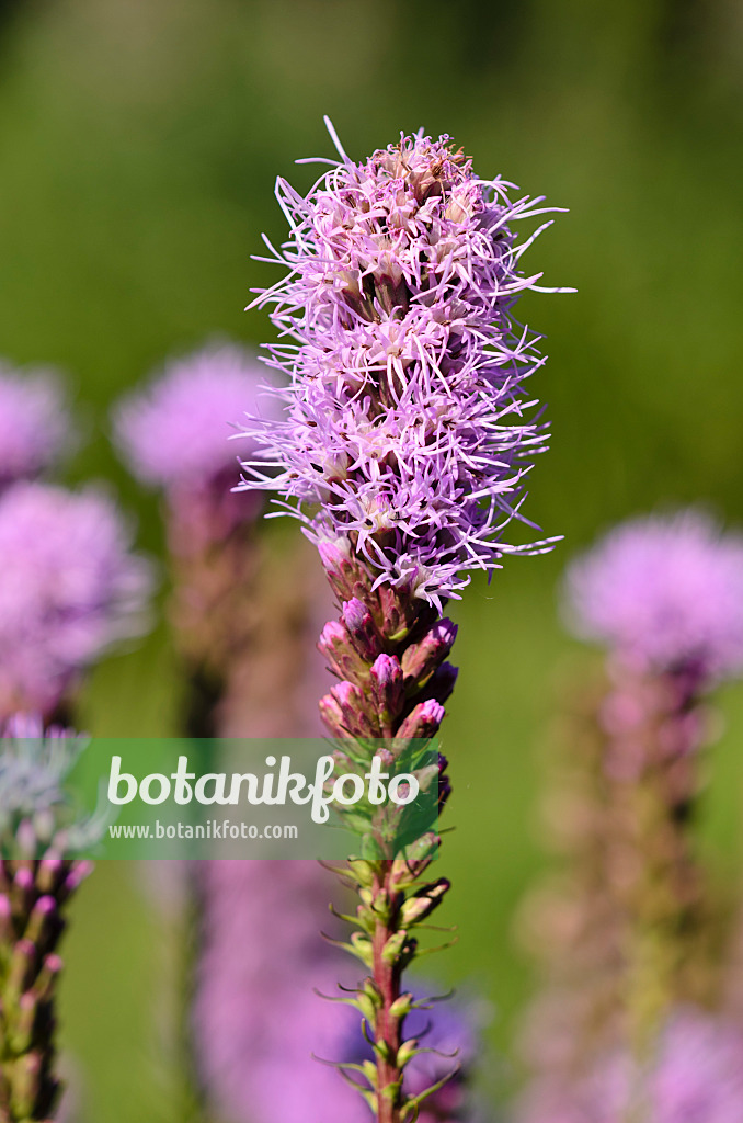 534445 - Ährige Prachtscharte (Liatris spicata var. montana)