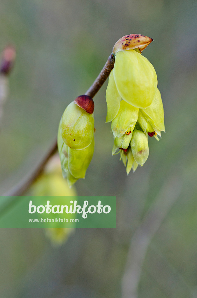 483060 - Ährige Scheinhasel (Corylopsis spicata)