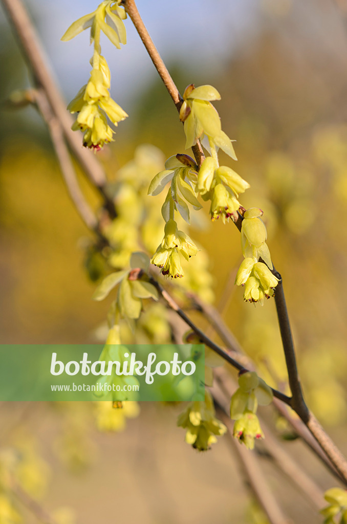 543002 - Ährige Scheinhasel (Corylopsis spicata)