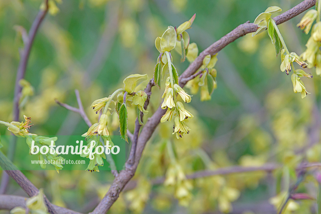 607036 - Ährige Scheinhasel (Corylopsis spicata)