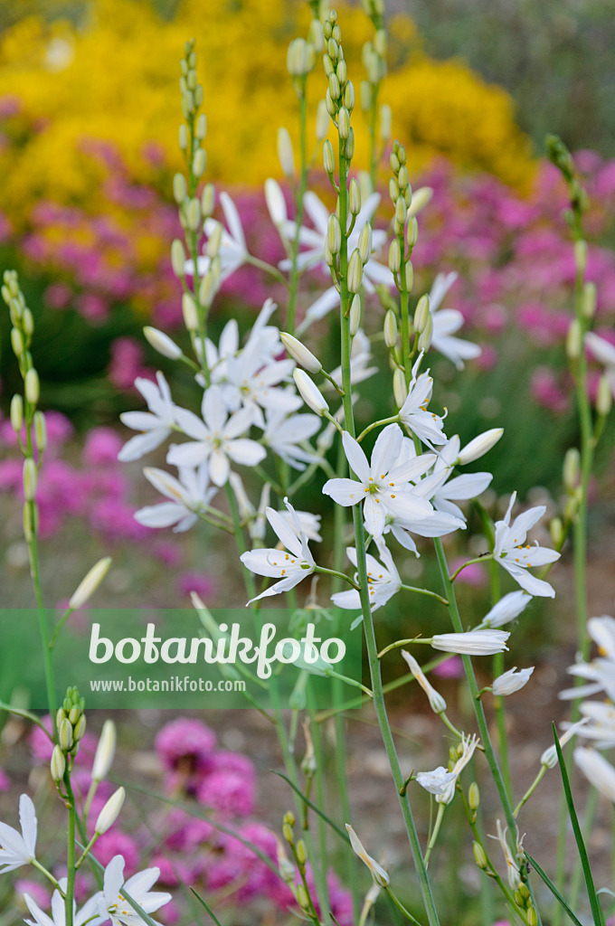 472326 - Ästige Graslilie (Anthericum ramosum)