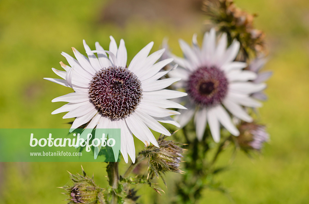 523270 - Afrikanische Distel (Berkheya purpurea)