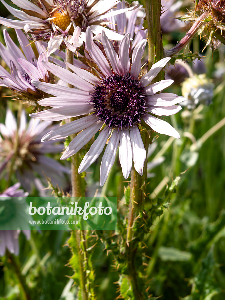 427227 - Afrikanische Distel (Berkheya purpurea 'Zulu Warrior')