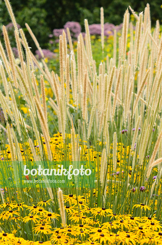 535106 - Afrikanisches Lampenputzergras (Pennisetum macrourum 'White Lancer') und Gewöhnlicher Sonnenhut (Rudbeckia fulgida)