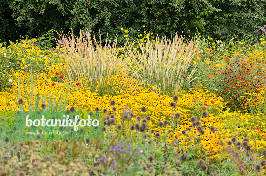 535111 - Afrikanisches Lampenputzergras (Pennisetum macrourum 'White Lancer') und Gewöhnlicher Sonnenhut (Rudbeckia fulgida)