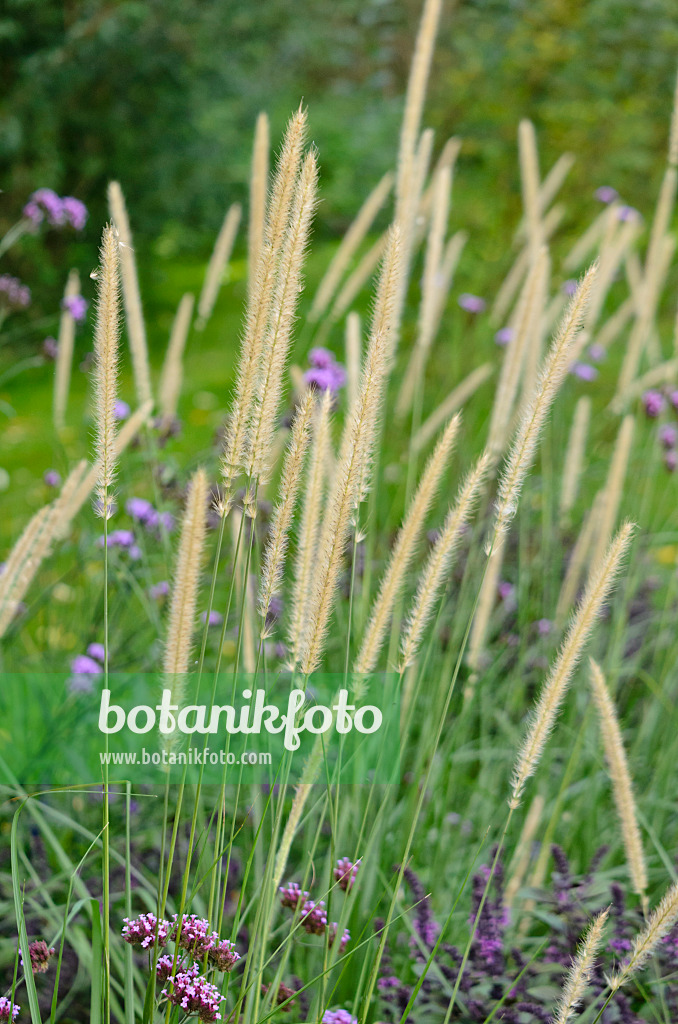 548151 - Afrikanisches Lampenputzergras (Pennisetum macrourum 'White Lancer')