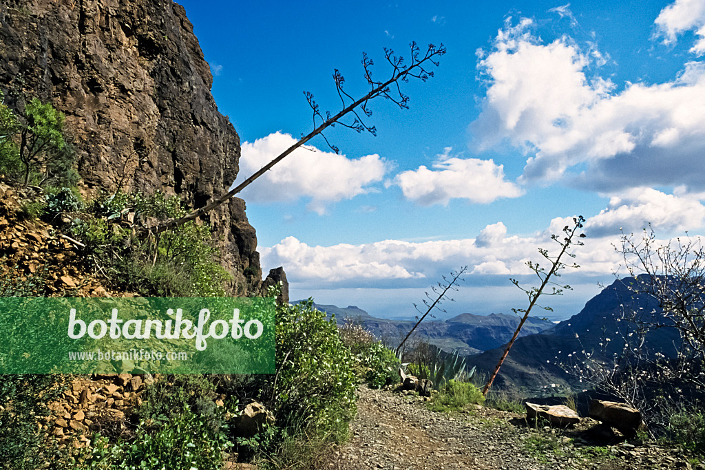 397020 - Agave (Agave americana), Gran Canaria, Spanien