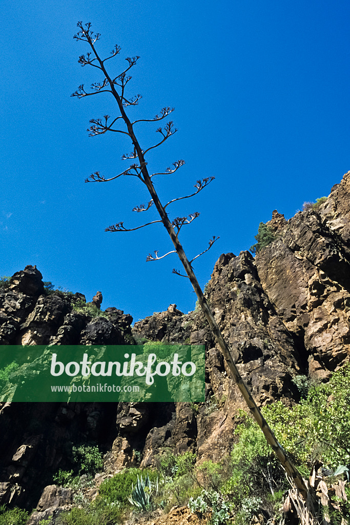 397021 - Agave (Agave americana), Gran Canaria, Spanien