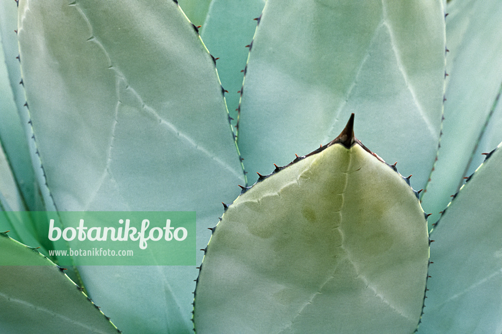 375058 - Agave (Agave flexispina)