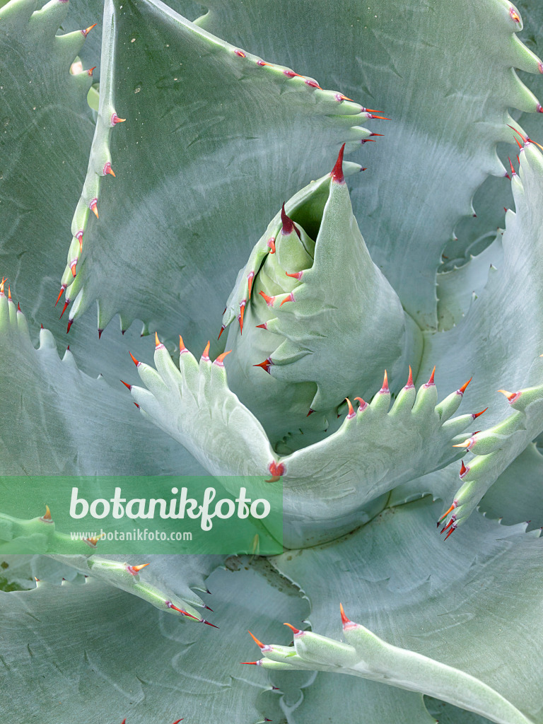 408009 - Agave (Agave potatorum) 408009 - Agave (Agave potatorum)