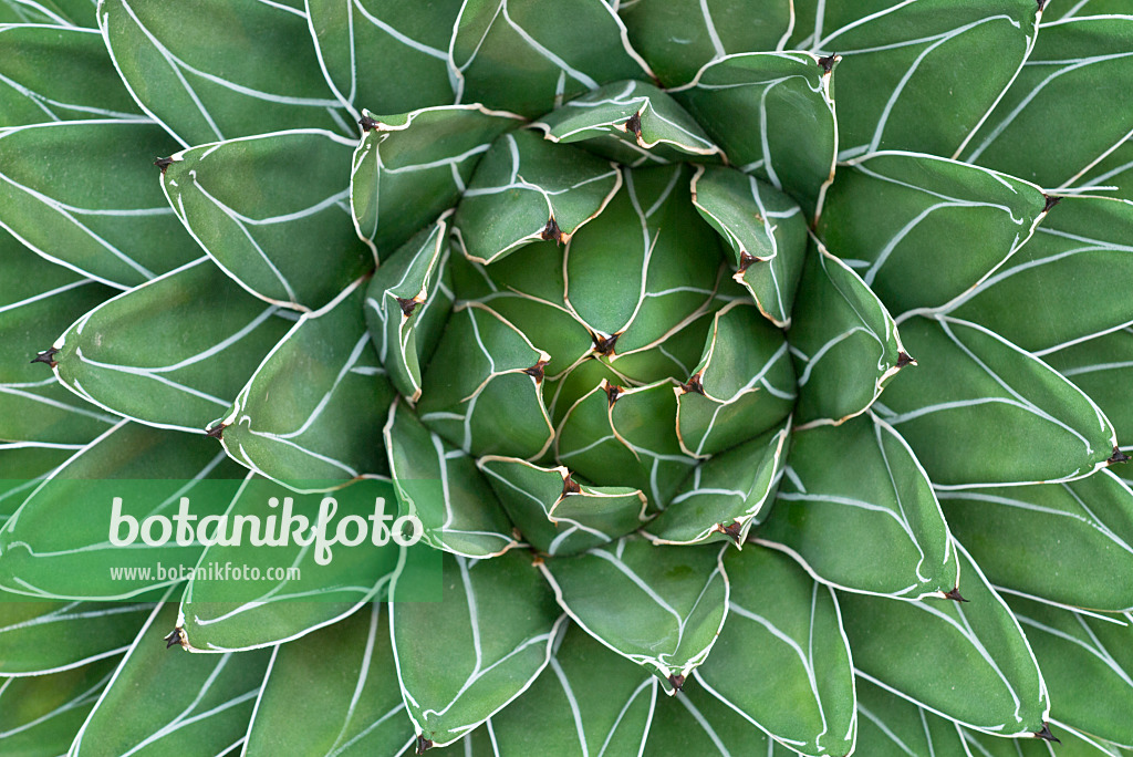 607264 - Agave (Agave victoriae-reginae) 607264 - Agave (Agave victoriae-reginae)