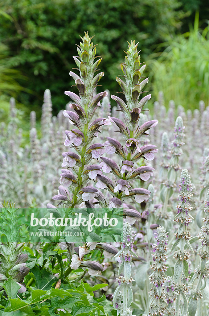 498004 - Akanthus (Acanthus hungaricus) und Wollziest (Stachys byzantina)