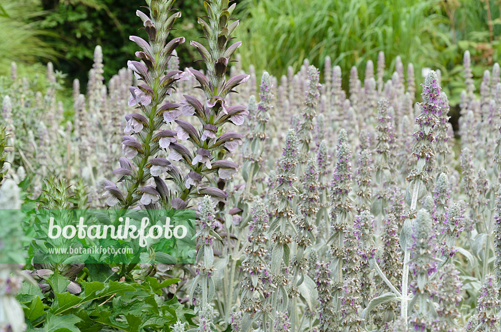 498012 - Akanthus (Acanthus hungaricus) und Wollziest (Stachys byzantina)