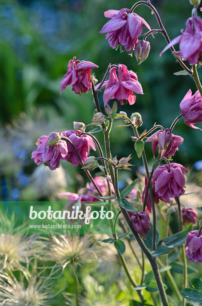 496271 - Akelei (Aquilegia)