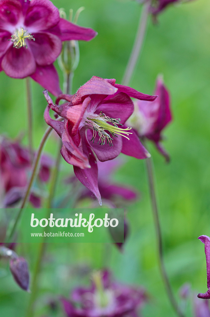 496272 - Akelei (Aquilegia)