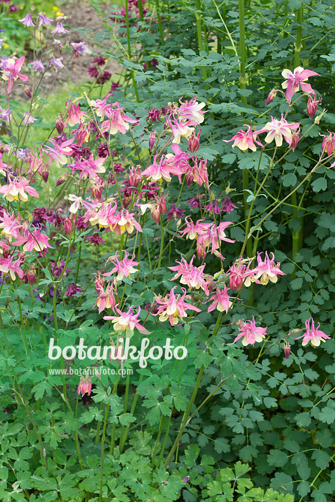 557007 - Akelei (Aquilegia)