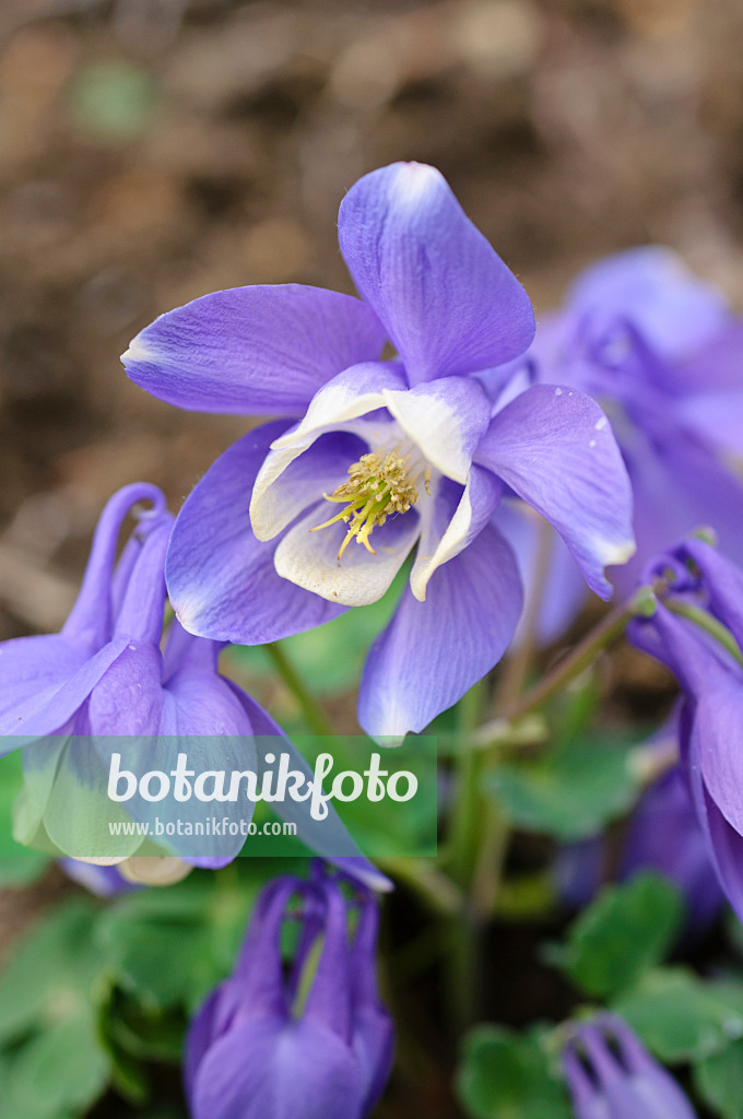 484037 - Akelei (Aquilegia ottonis)