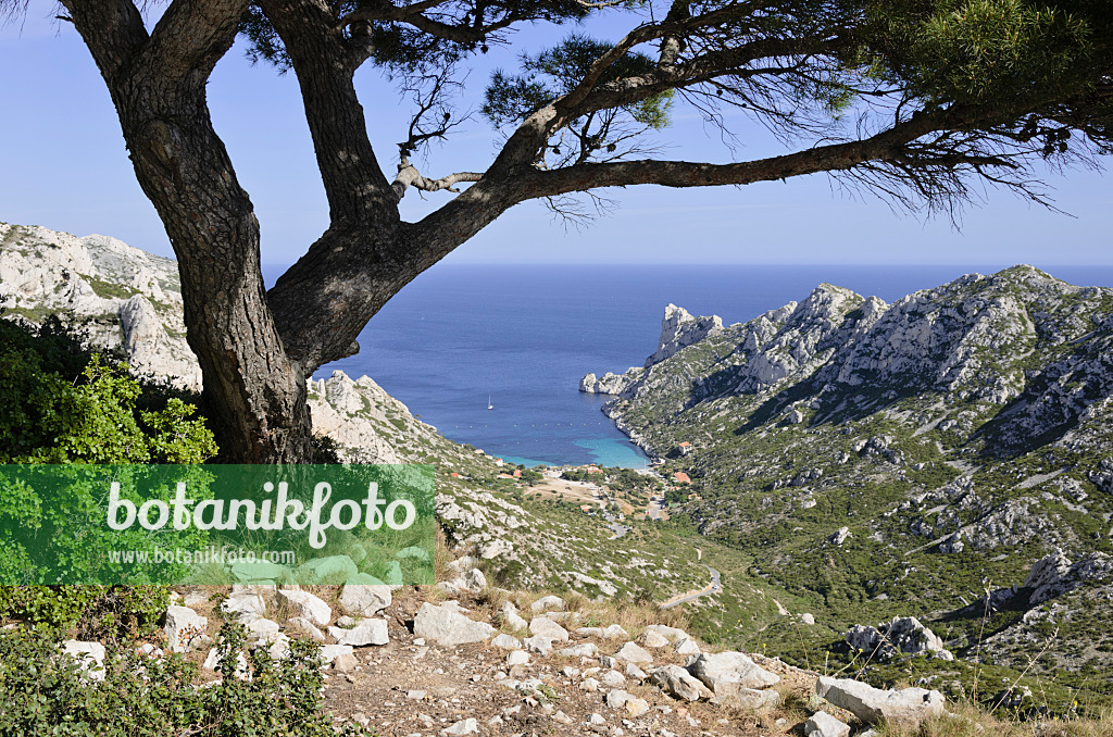 533169 - Aleppo-Kiefer (Pinus halepensis) an der Calanque de Sormiou, Nationalpark Calanques, Frankreich