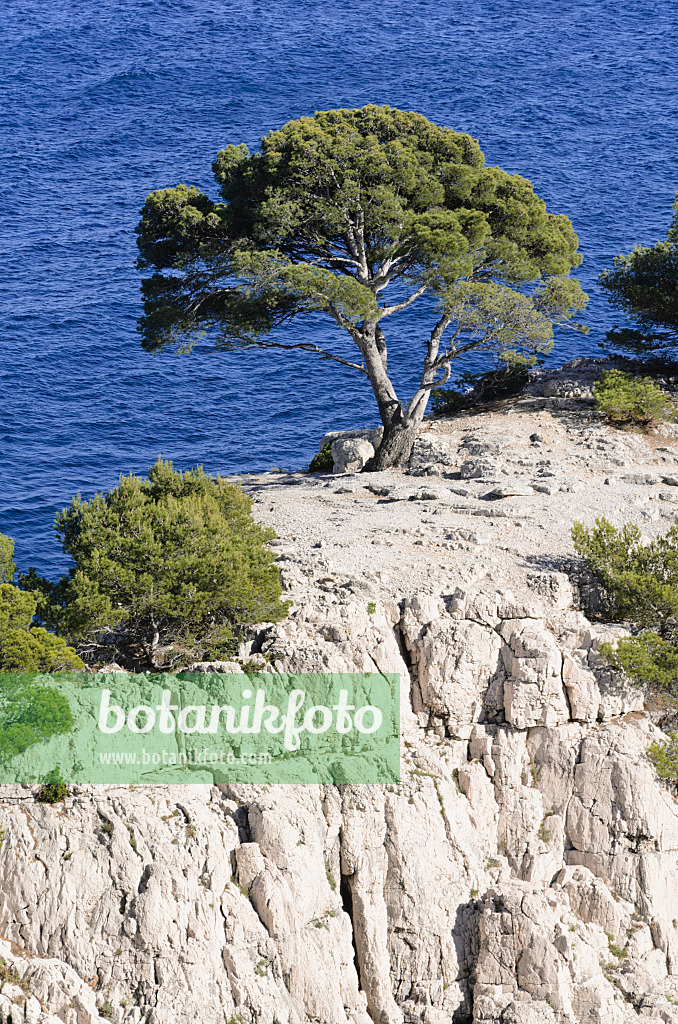 533197 - Aleppo-Kiefer (Pinus halepensis) an der Calanque de Port-Pin, Nationalpark Calanques, Frankreich