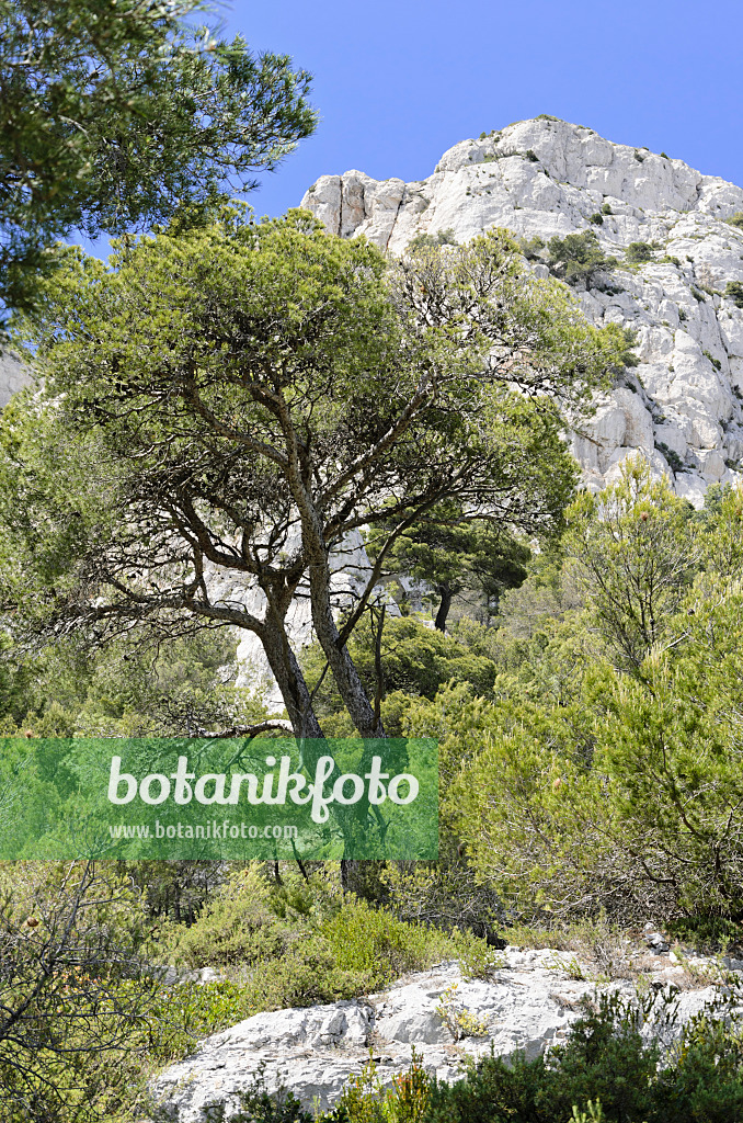 533154 - Aleppo-Kiefer (Pinus halepensis), Nationalpark Calanques, Frankreich