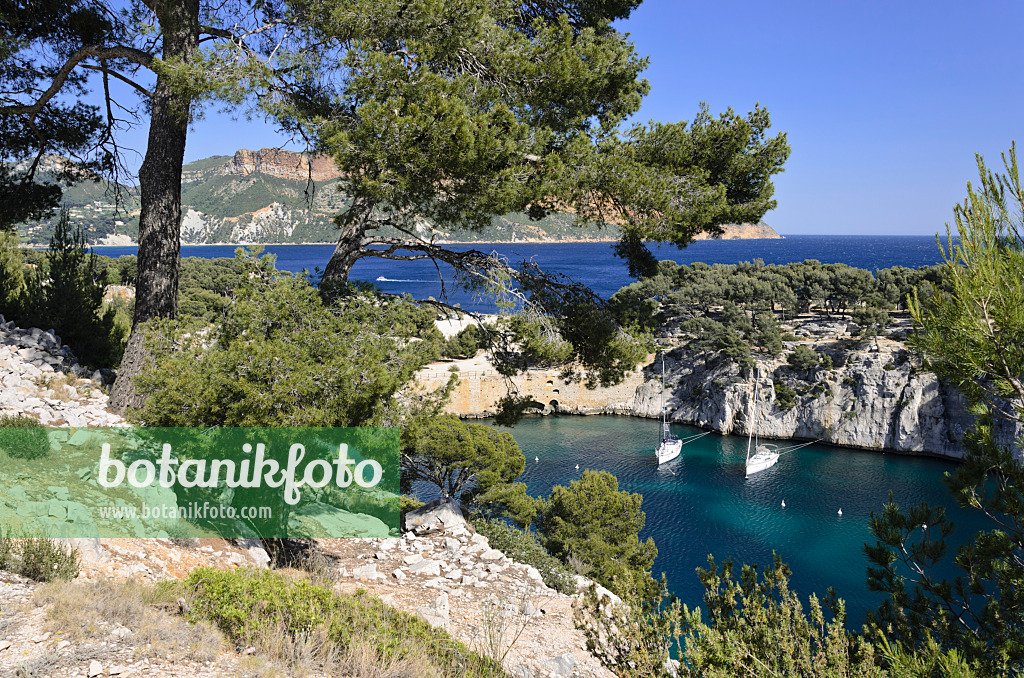 533188 - Aleppo-Kiefern (Pinus halepensis) an der Calanque de Port-Miou, Nationalpark Calanques, Frankreich