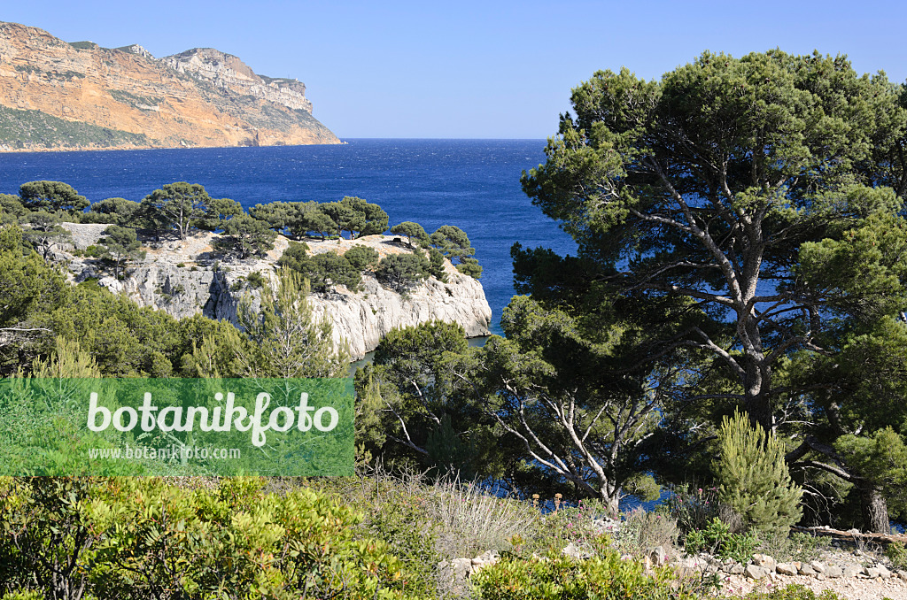 533190 - Aleppo-Kiefern (Pinus halepensis) an der Calanque de Port-Miou, Nationalpark Calanques, Frankreich