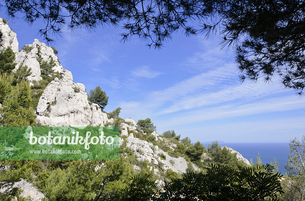 533157 - Aleppo-Kiefern (Pinus halepensis), Nationalpark Calanques, Frankreich