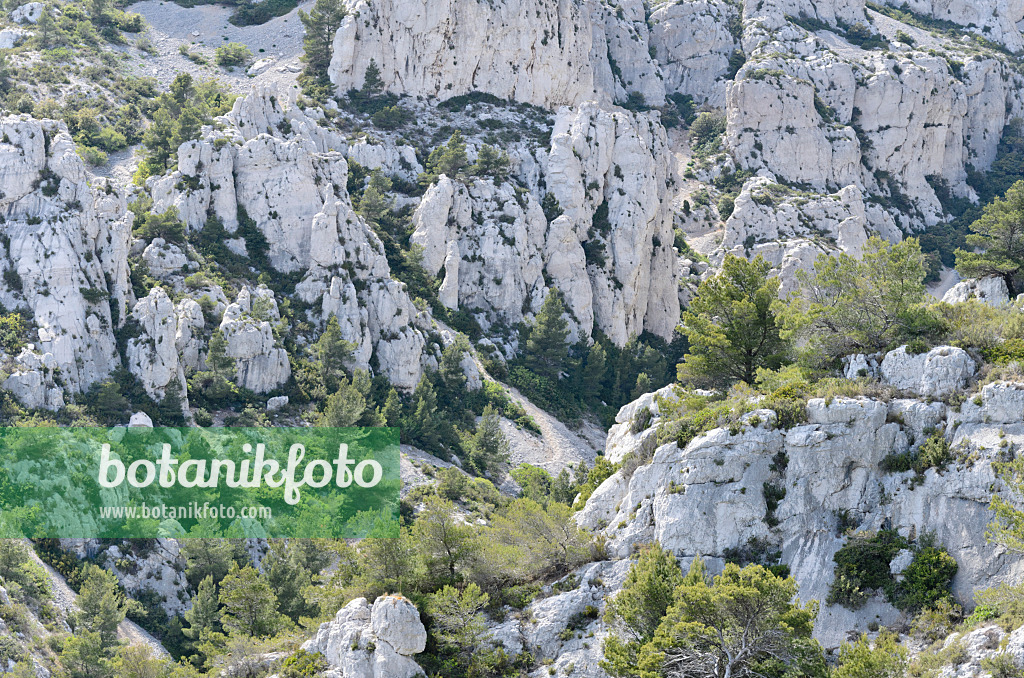 533159 - Aleppo-Kiefern (Pinus halepensis), Nationalpark Calanques, Frankreich