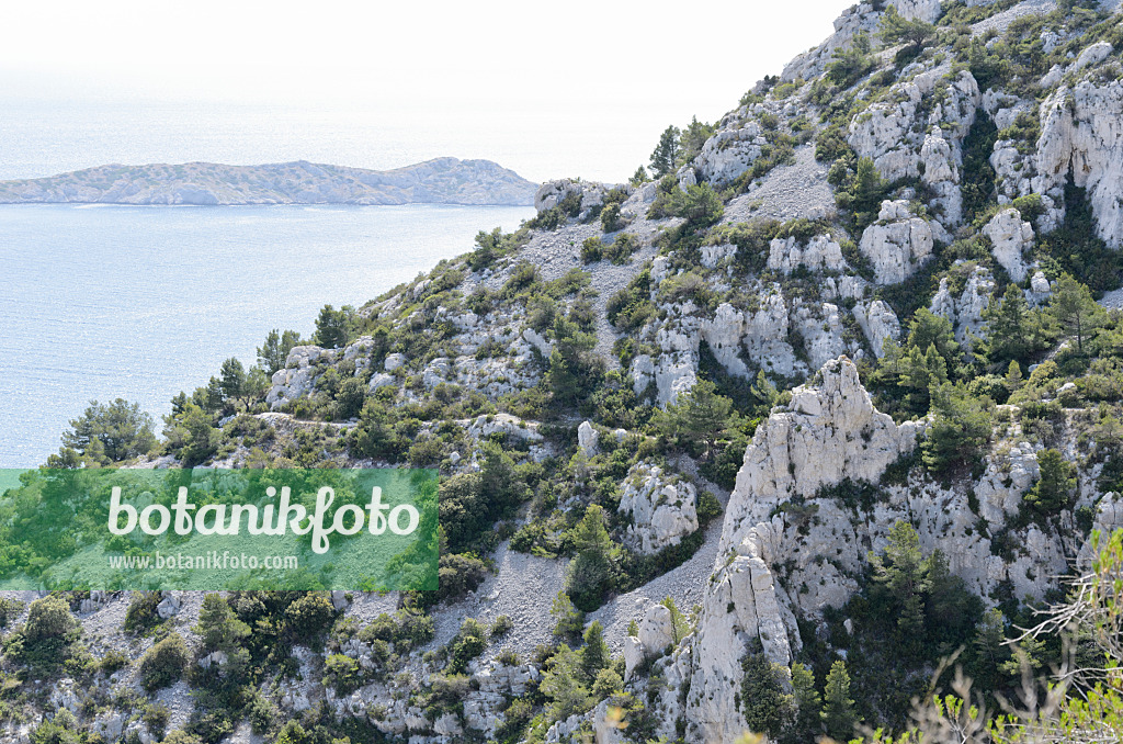 533160 - Aleppo-Kiefern (Pinus halepensis), Nationalpark Calanques, Frankreich