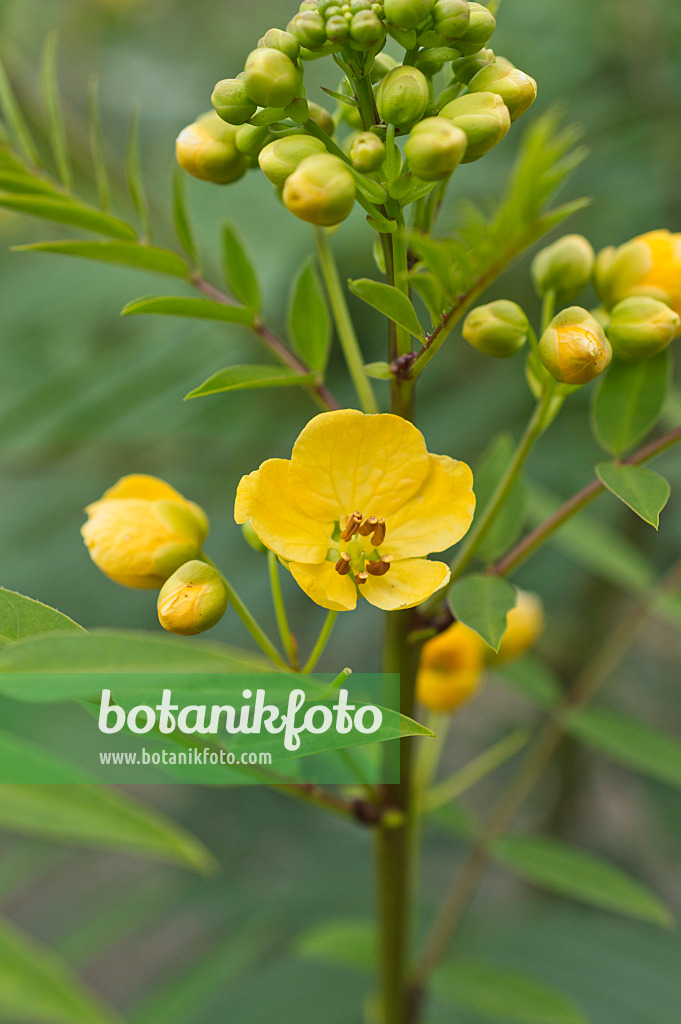 512013 - Alexandrinische Senna (Senna alexandrina syn. Cassia senna)