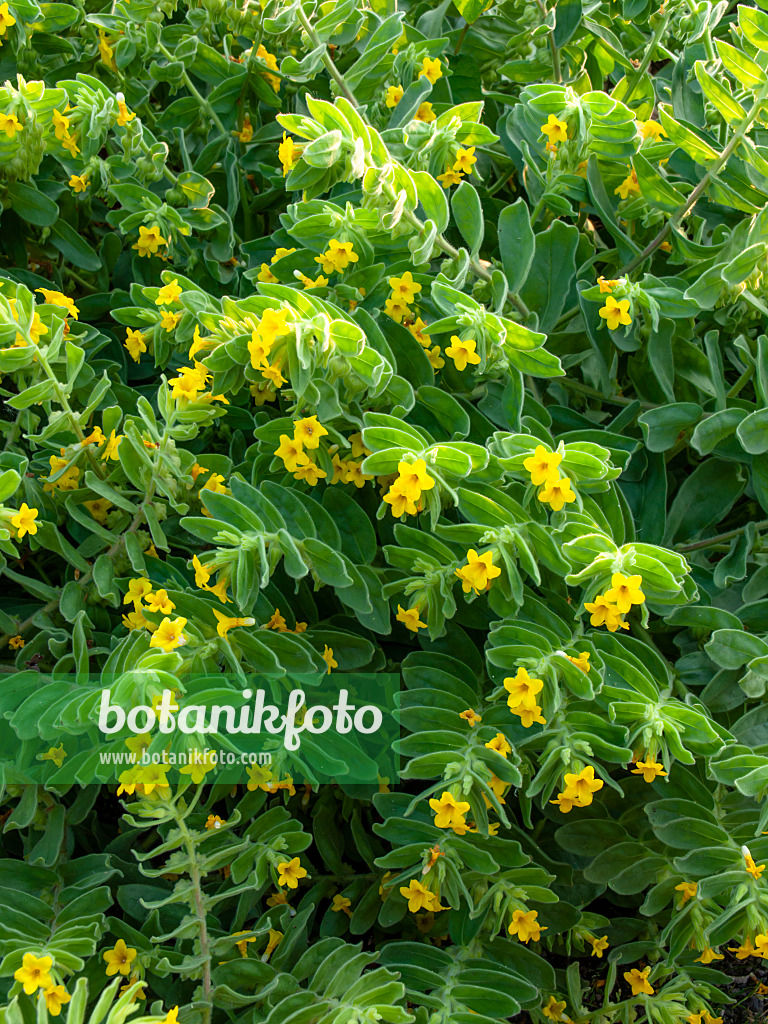 448118 - Alkanna orientalis 448118 - Alkanna orientalis