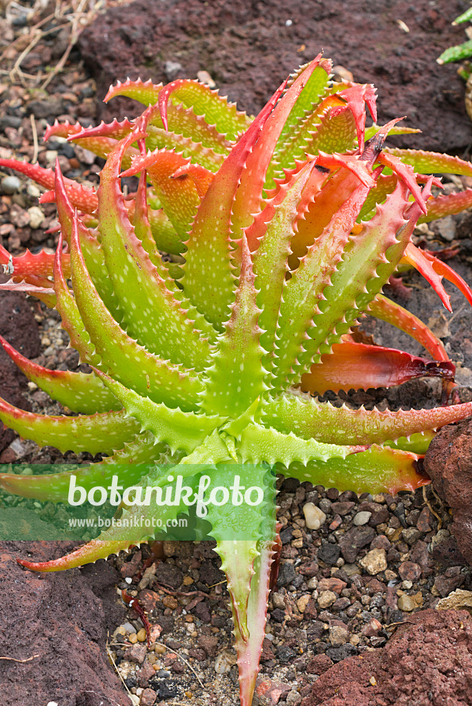 550024 - Aloe (Aloe dorotheae)