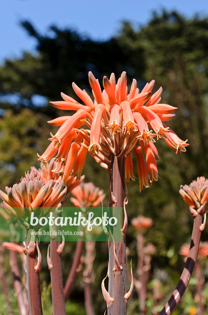 508410 - Aloe (Aloe saponaria)