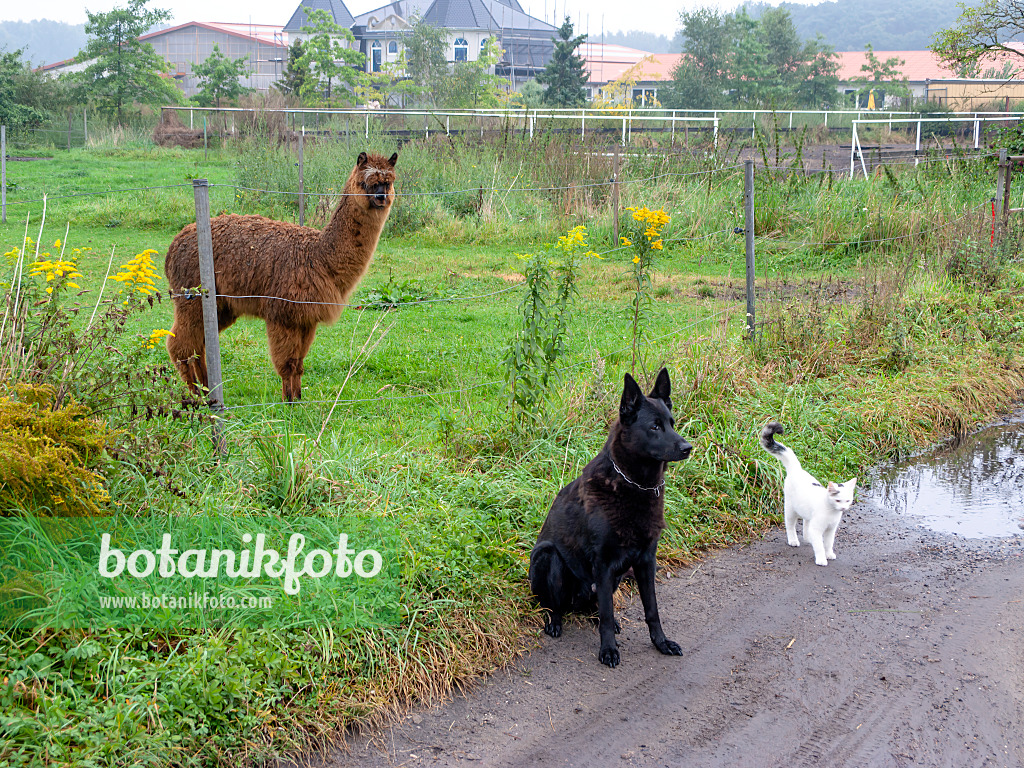 429104 - Alpaka (Lama pacos) mit Hund und Katze