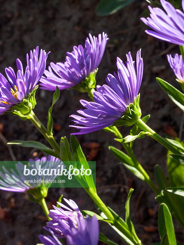 413057 - Alpen-Aster (Aster alpinus 'Dunkelschöne')